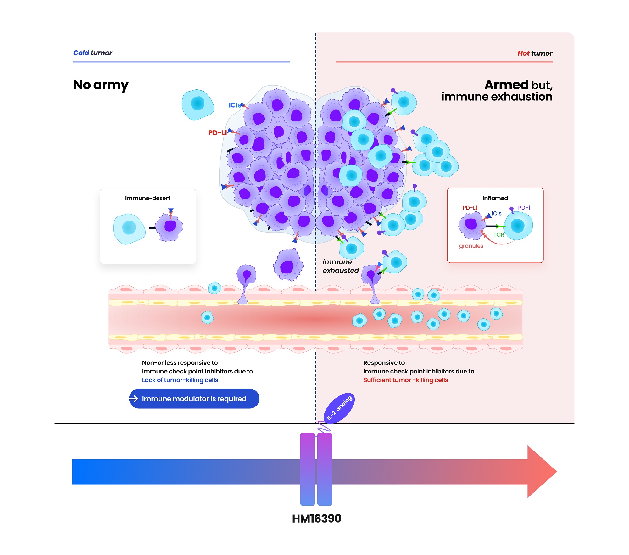 Mechanism of Action of HM16390 Featured on Hanmi Pharmaceutical's Website