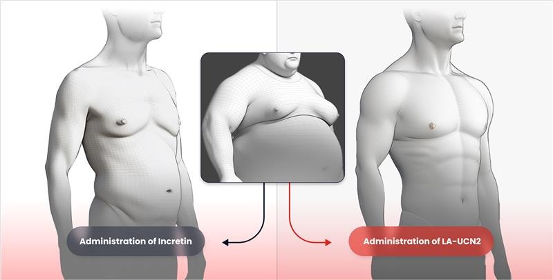 <사진>&nbsp;한미약품이 세계 최초로 근육 증가를 실현하는 신개념 비만 신약 HM17321(오른쪽)와 기존 인크레틴 기반 약물의 비만 치료 효능을 비교한 개념도.